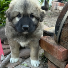 Chewie