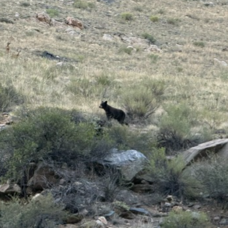 A BEAR!!!