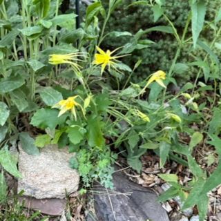 Columbine blooming in our yard. 