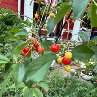 Ripening cherries on our front yard tree.