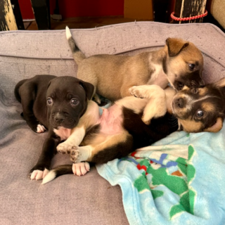 Trio of puppies on a dog bed messing about!